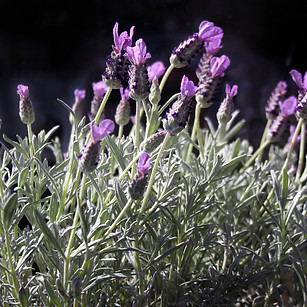 Rosmaninho - Lavandula stoechas ( By_ Wi