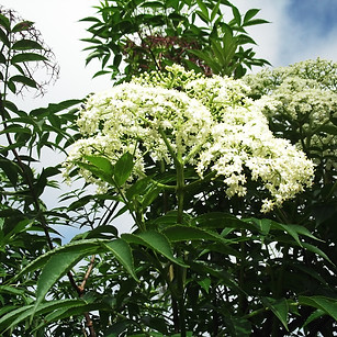 Sabugueiro - Sambucus nigra ( By_ Wikime