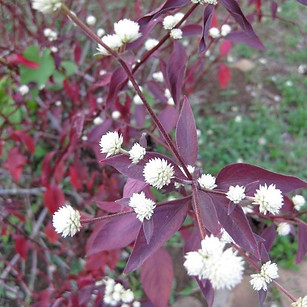 Penicilina_-_Alternanthera_brasiliana_(_