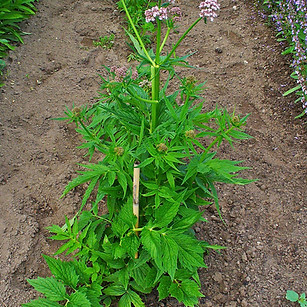 Valeriana - Valeriana officinalis ( By_