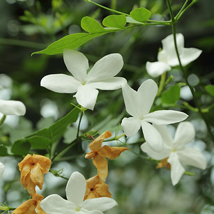 Jasmim - _Jasminum officinale L._ ( By_