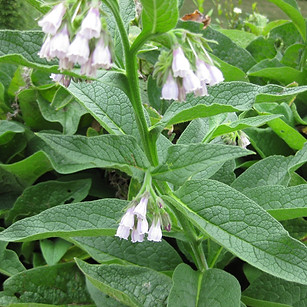 Confrei - Symphytum officinale ( By_ Wik