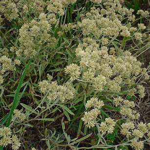 Macela - Achyrocline satureioides ( By_