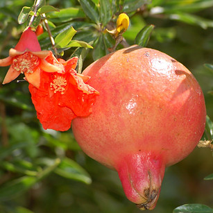 Romã_-_Punica_granatum_(_By__Wikimedia_C