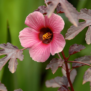 Hibisco_-_Hibiscus_sabdariffa_(_©_Dave_P