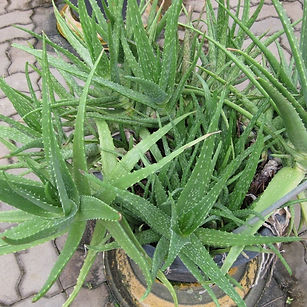 Babosa - _Aloe vera (L.) Burm.f_ ( By_ W