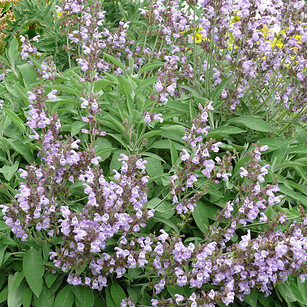 Sálvia_-_Salvia_officinalis_(_By__Wikime