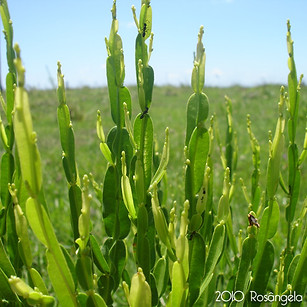 Carqueja_-_Baccharis_trimera_(_©_2010_Ro
