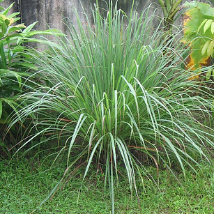 Capim-limão_-_Cymbopogon_citratus_(_By__
