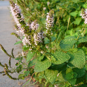 Hortelã - _Mentha suaveolens Ehrh._ ( ©