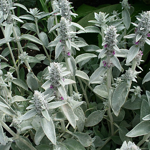 Orelha-de-coelho - Stachys byzantina ( B