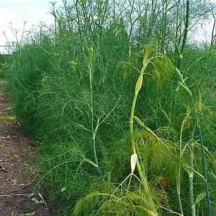 Erva-doce - Foeniculum vulgare ( By_ Wik