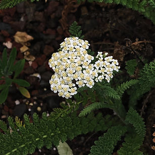 Aquileia_-_Achillea_millefolium_(_©_John