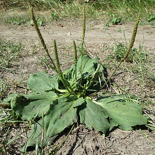 Tanchagem - Plantago major ( By_ Wikimed