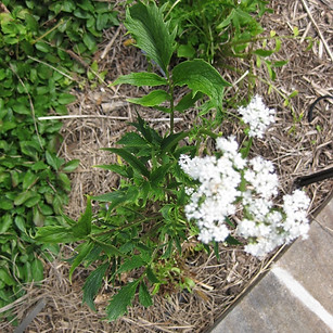 Anis - Pimpinella anisum ( by_ Wikimedia
