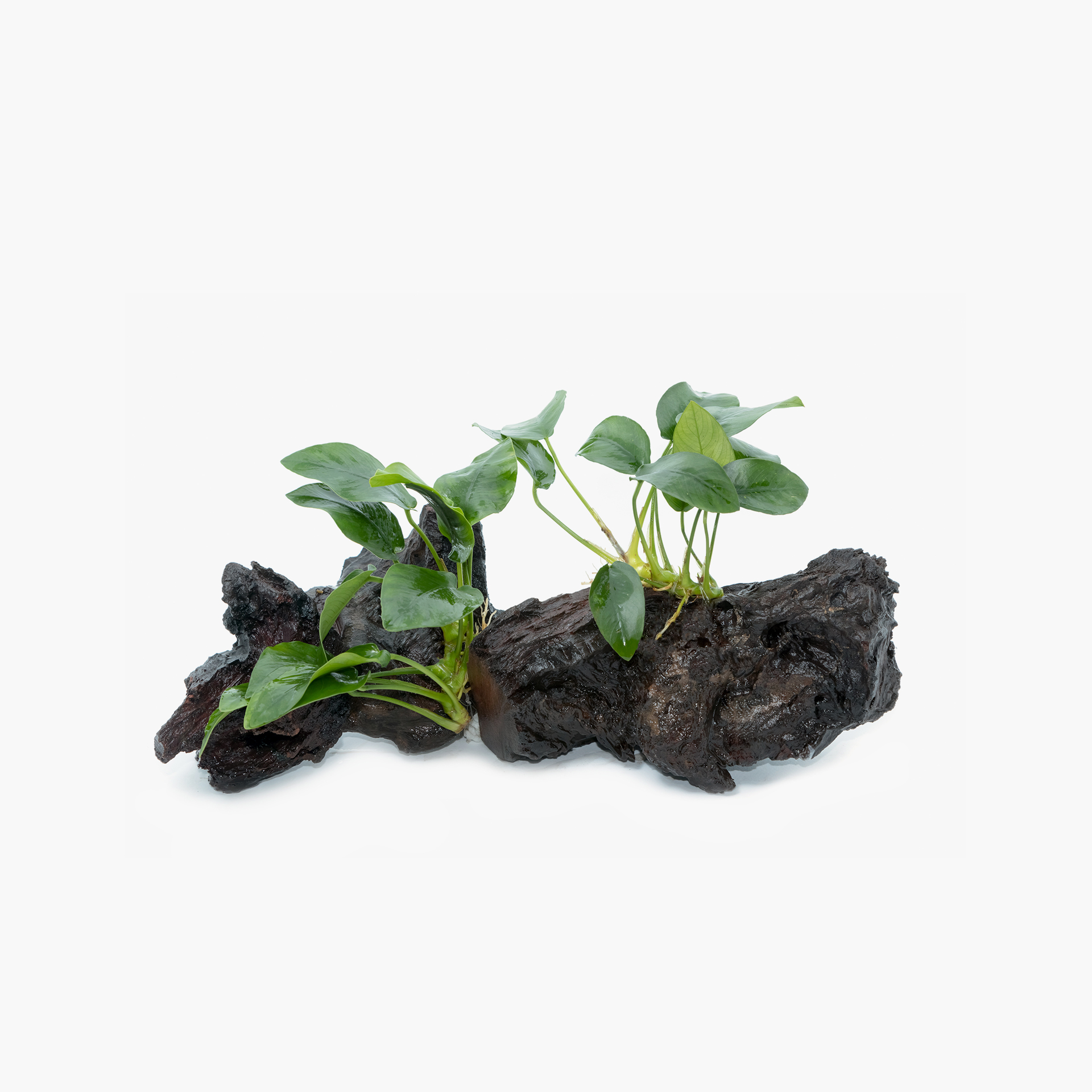 Aquarium Plants Dawi
