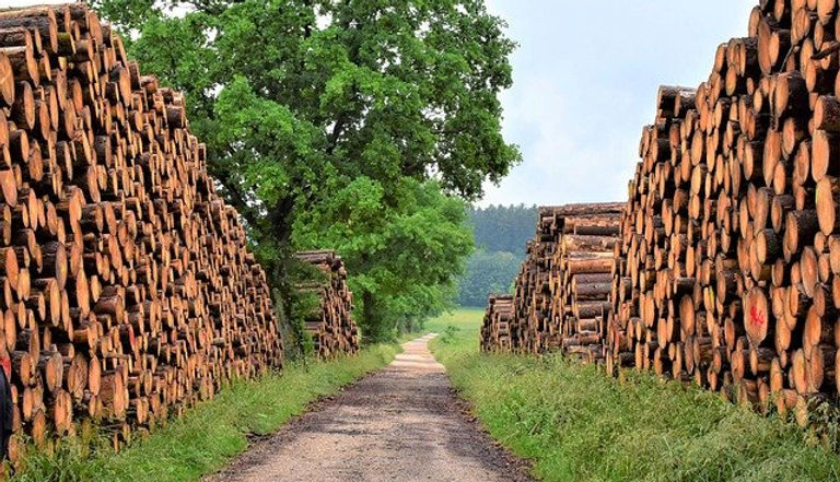 arbres coupés px.jpg