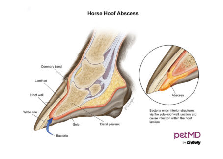 A Holistic Approach to Hoof Abscesses
