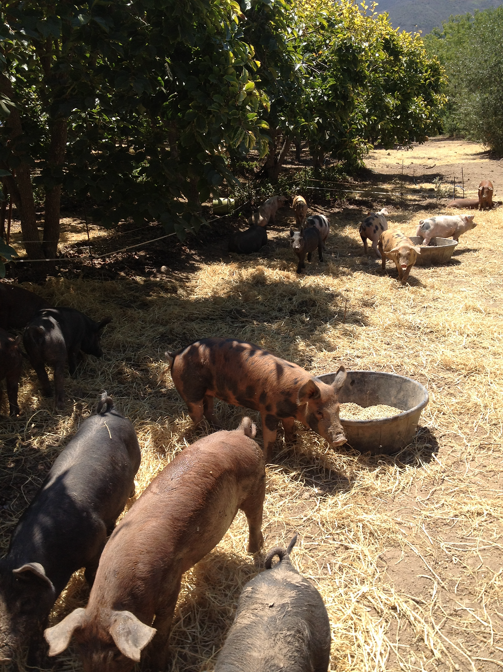 Heritage pig breeds feed on