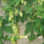 Edible and Native Landscape