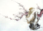 Plum Blossoms and Rock