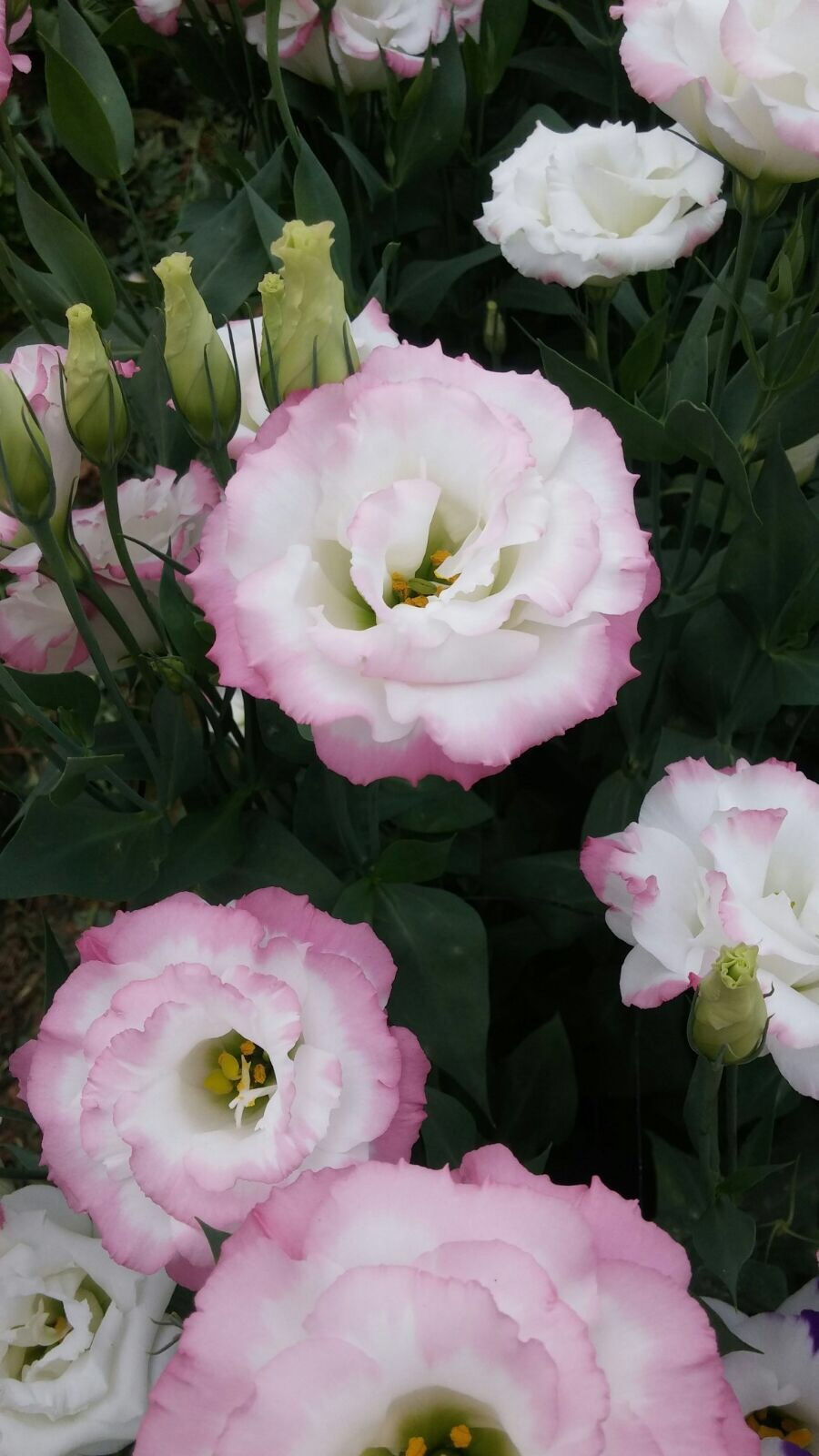 Eustoma April Flowers