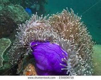 Anemone Compatibility Chart