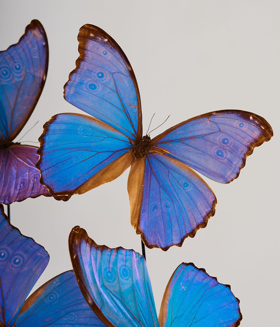 Thumbnail: Wings of Sapphire