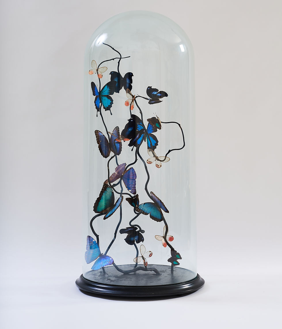 Midnight Winged Serenade