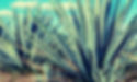 Blaue Weber-Agave in Nahaufnahme – symbolisiert die mexikanische Herkunft und Handwerkskunst der Tequila-Kategorie.