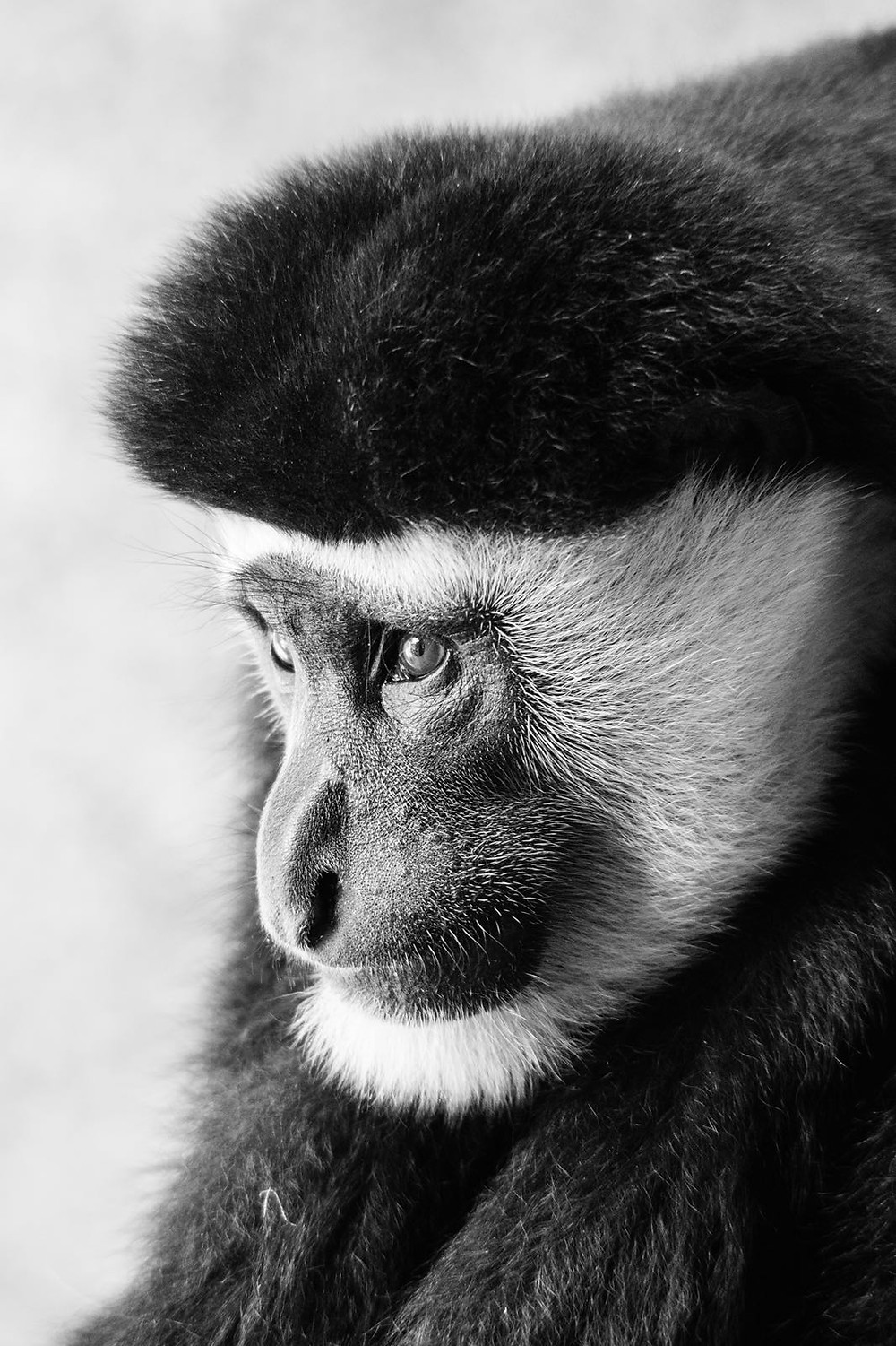 Alfie Bowen Animals photography monkey Miami artist young photographer black and white english talent