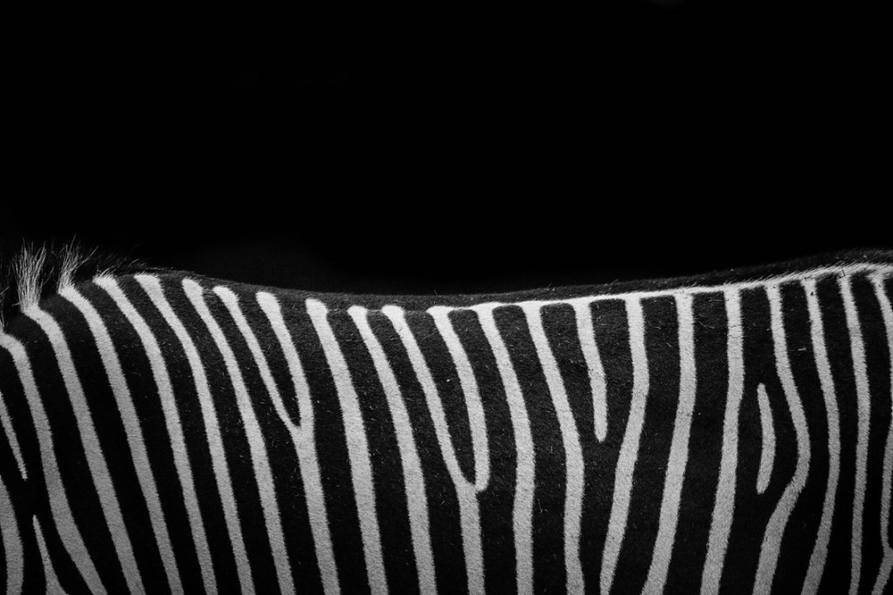 zebra Alfie Bowen young english photographer miami art gallery high quality print artwork