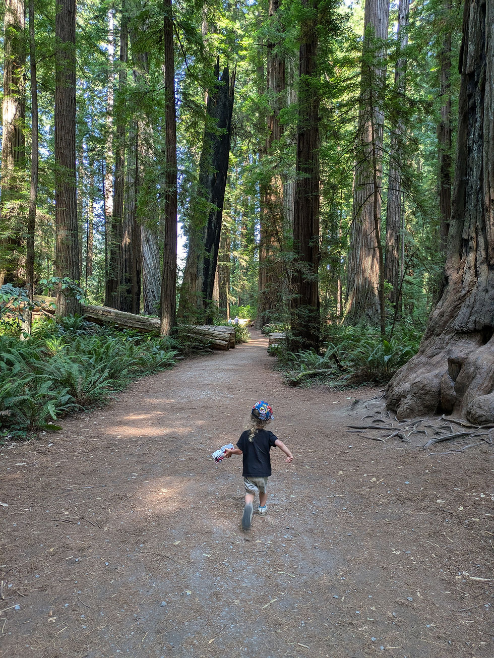 A young child with long hair and a colorful cap walks down a forest trail surrounded by towering redwood trees and ferns.