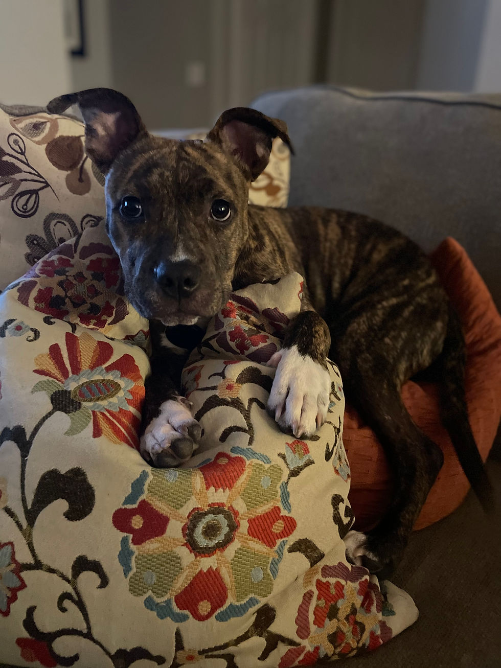 Choosing the Right Foster Dog