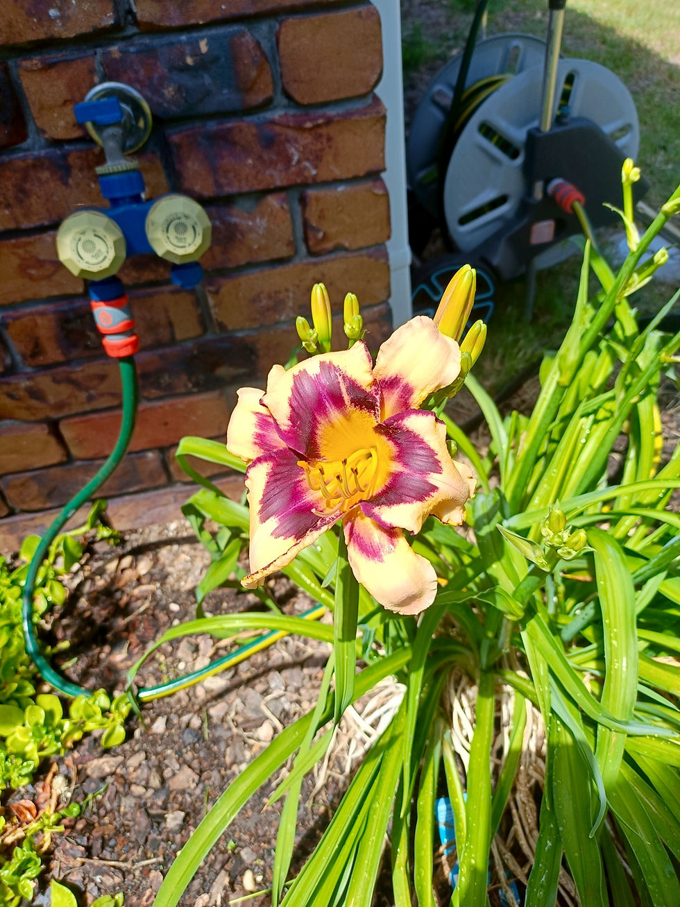 561878539_2015806319202408_2326992052064567183_n