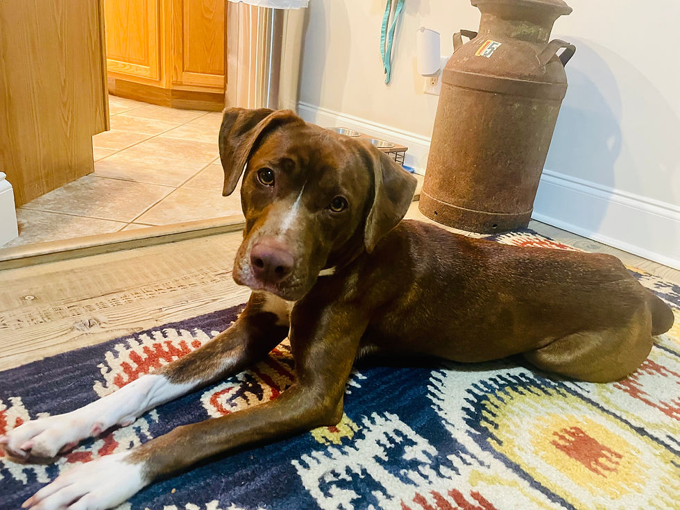 Boba enjoying a moment of calm and rest.