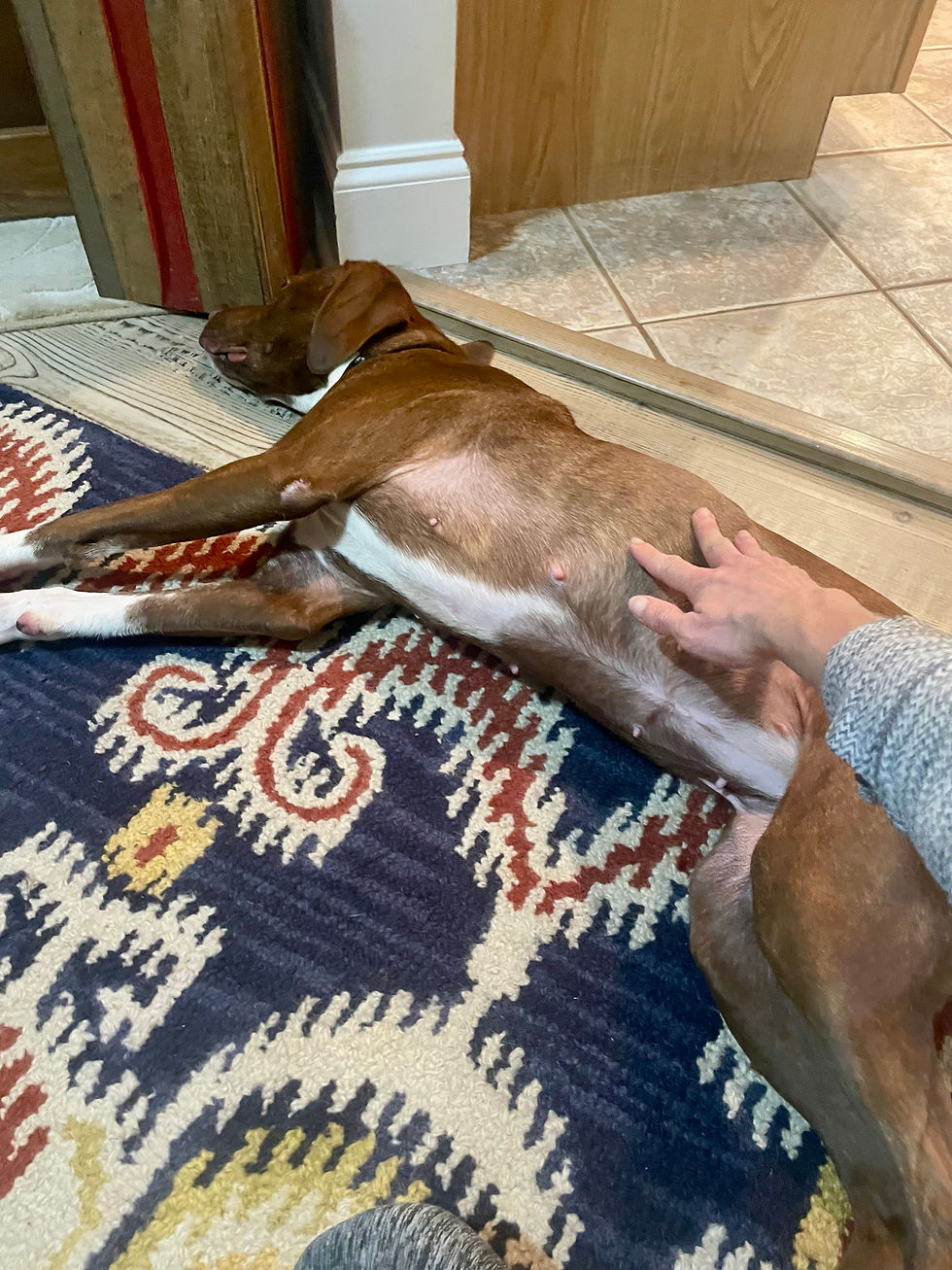 Enjoying the simple pleasure of a belly rub.