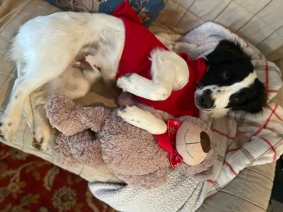 Foster pup Cosmo looking stylish with his teddy.