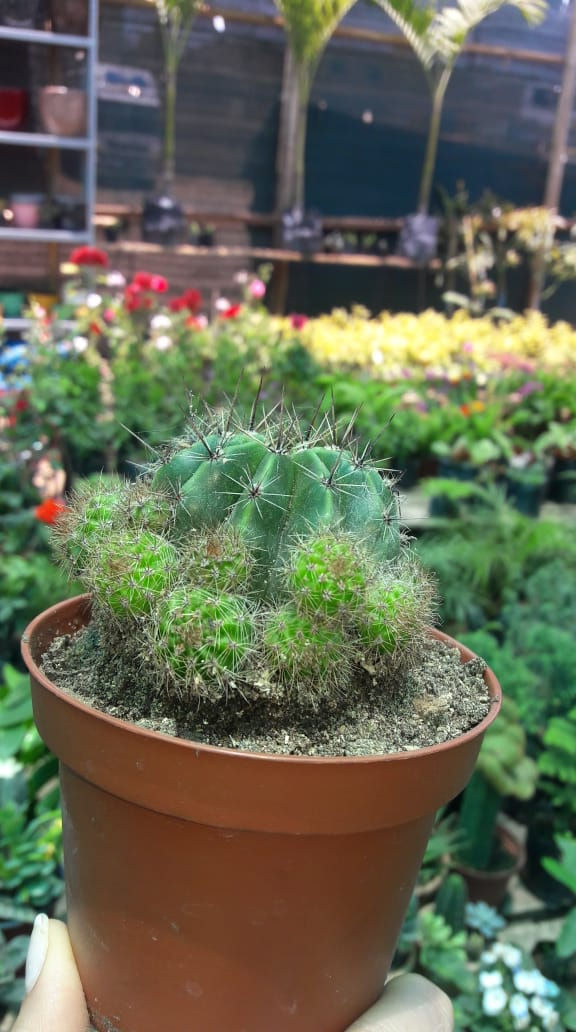 Pequeñas púas s/.10