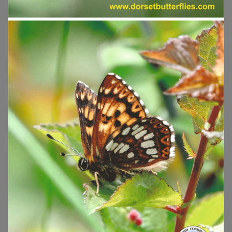 Butterfly Conservation Spring 2026