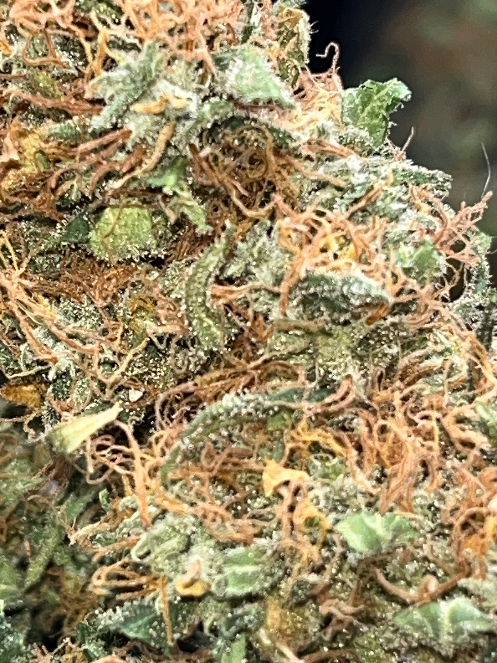 Miniatura: Lemon Skunk 