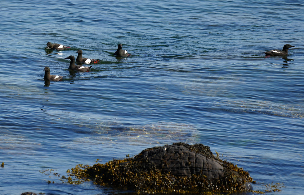 Black Guillemots of the West Coat of Scotland.