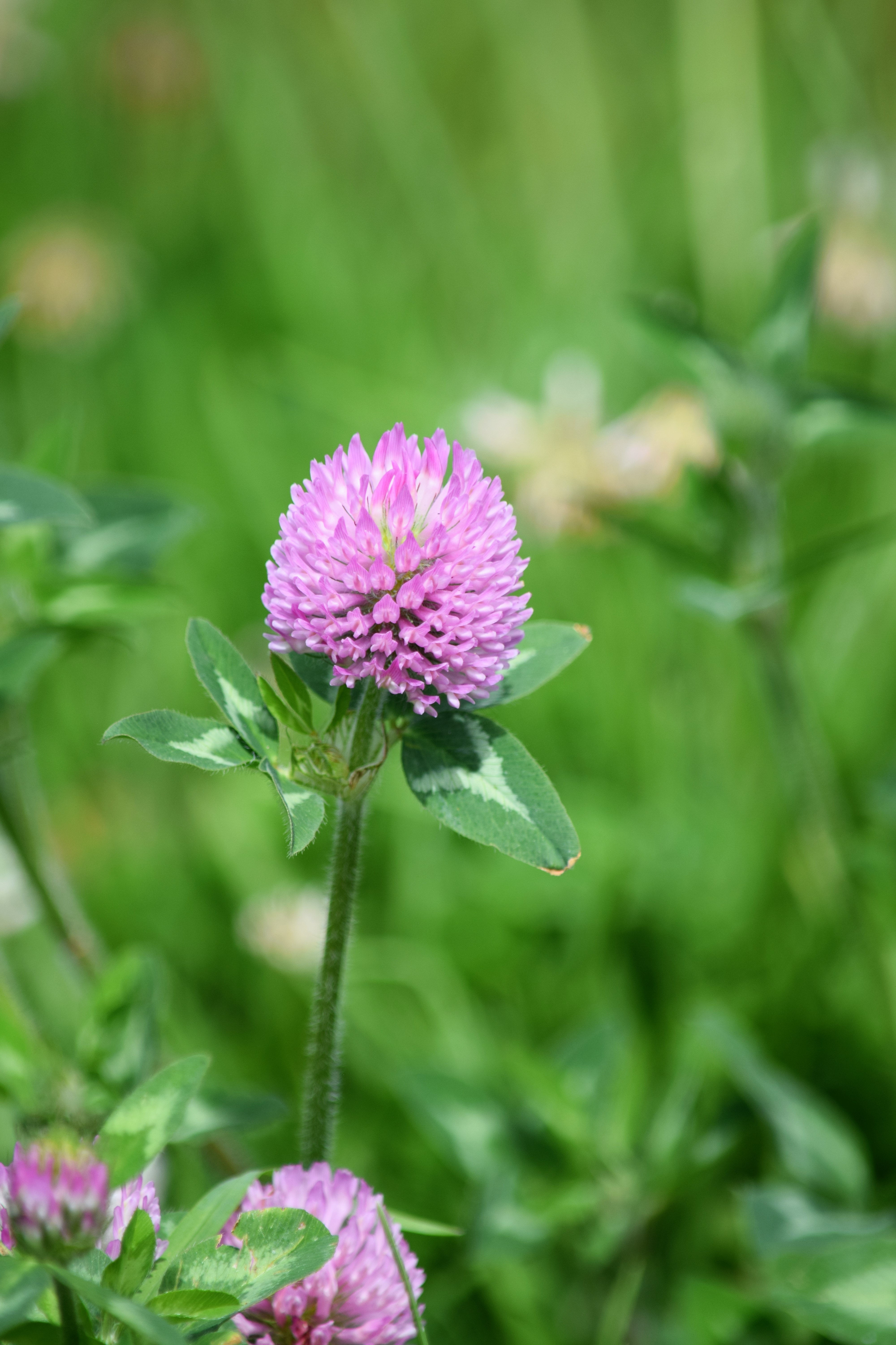 Red Clover