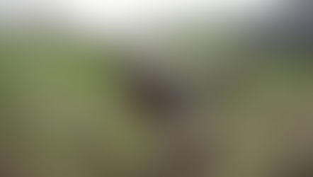 Ermənilər Tovuz rayonunu artilleriya atəşinə tutub-Döyüş gedir