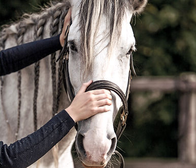 Horse osteopathy professional treatment photo_edited.jpg