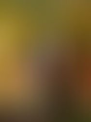 카미가모진자上賀茂神社