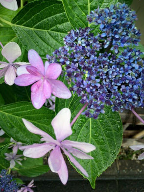 2016 교토와 장마