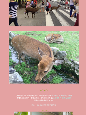 메일 매거진 vol.2 나라 사슴 공원에 가보셨나요?