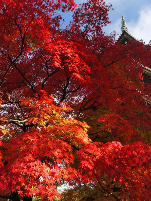 닌나지(仁和寺)