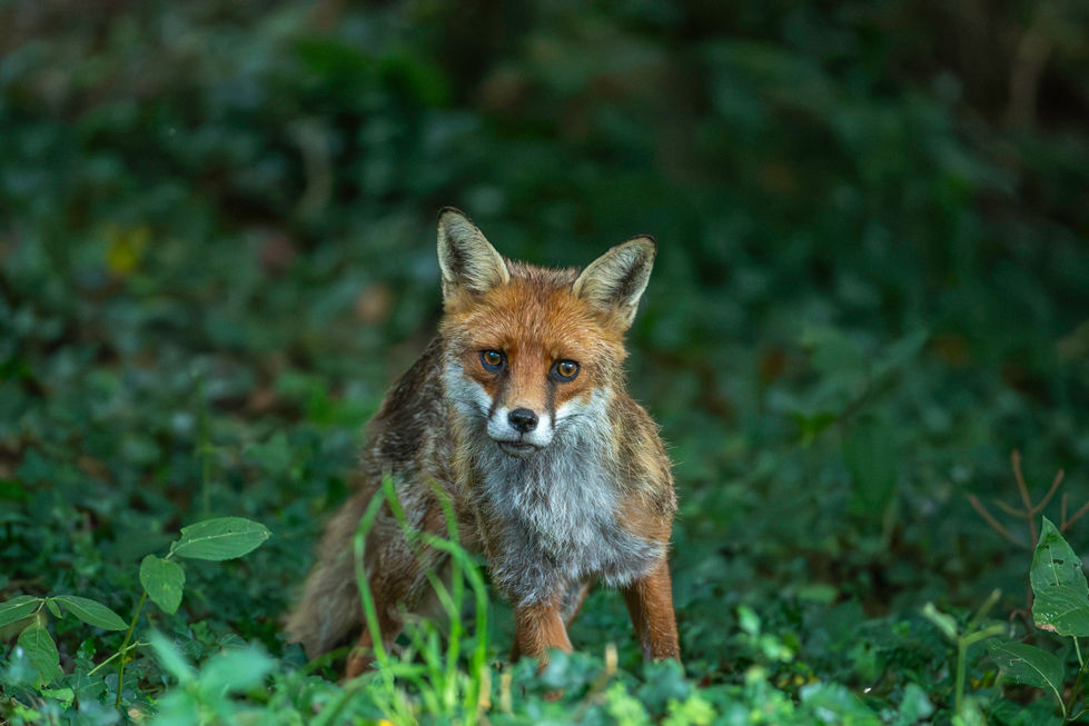 Red counrty fox older 1